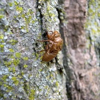 How do Cicadas Know When to Emerge?