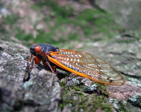 Seventeen-year periodical cicada (Courtesy Chris Root)