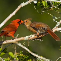 Fledgling Romance: Why Some Birds Feed their Mates